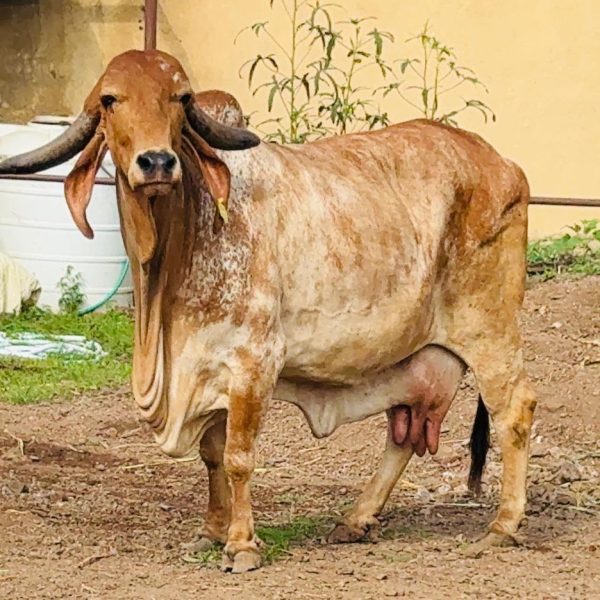 WhatsApp Image 2025-09-17 at 5.18.34 PM